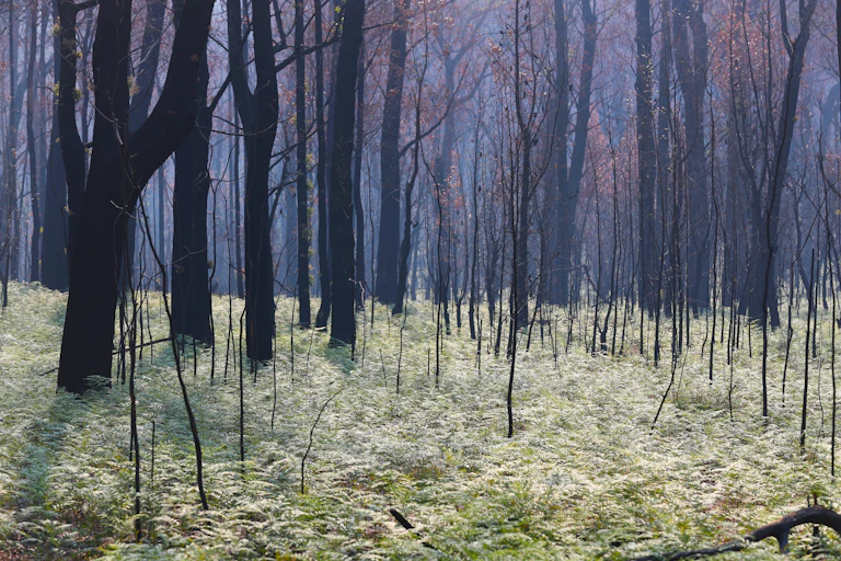 greenery returns to burnt forest