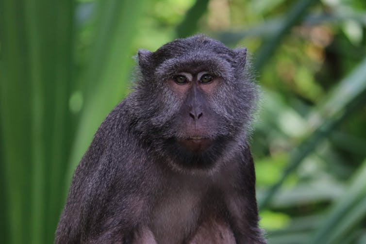 a macaque