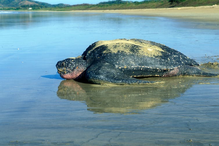 an adult leatherback turtle