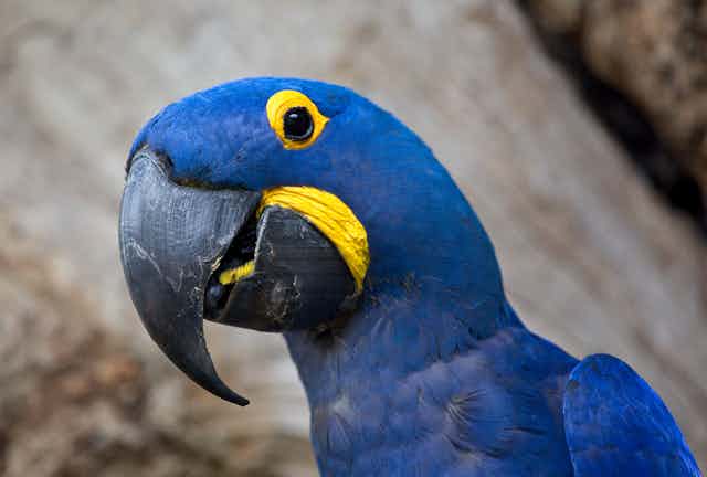 A cobalt blue bird with a hooked black beak and bright yellow rim around its eye and mouth