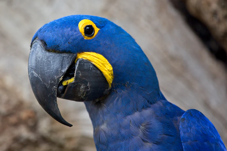 A cobalt blue bird with a hooked black beak and bright yellow rim around its eye and mouth
