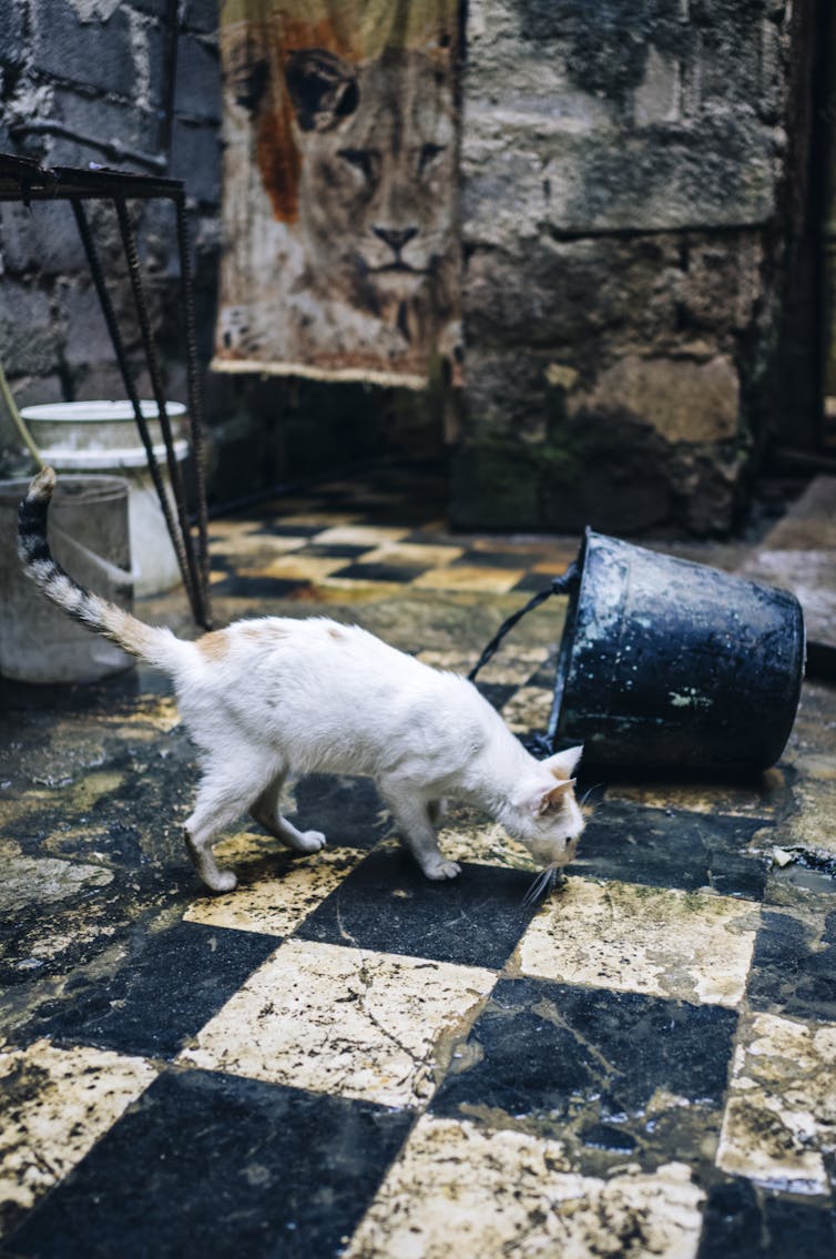 A cat scavenging for food on a black and white tile floor in an abandoned building in the Centro Habana neighbourhood of Havana, Cuba, December 2022.