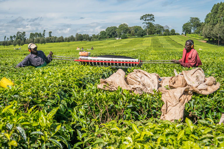 A man and a woman working in a tea farm