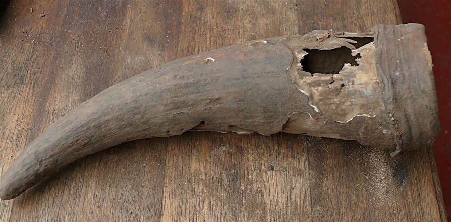 An extremely weathered cow horn, flaking and chipped in parts. There is a hole at the part of the horn that would have been closest to the cow's head