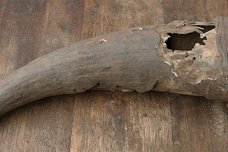 An extremely weathered cow horn, flaking and chipped in parts. There is a hole at the part of the horn that would have been closest to the cow's head