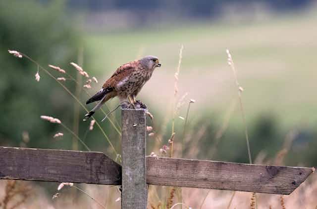 A kestrel on a fence post in Yorkshire, England.