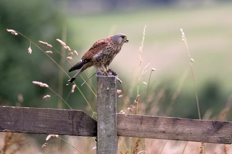 A kestrel on a fence post in Yorkshire, England.
