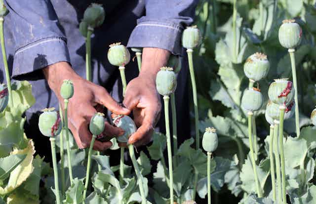 An Afghan man's hands squeezing the heads of poppy plants.