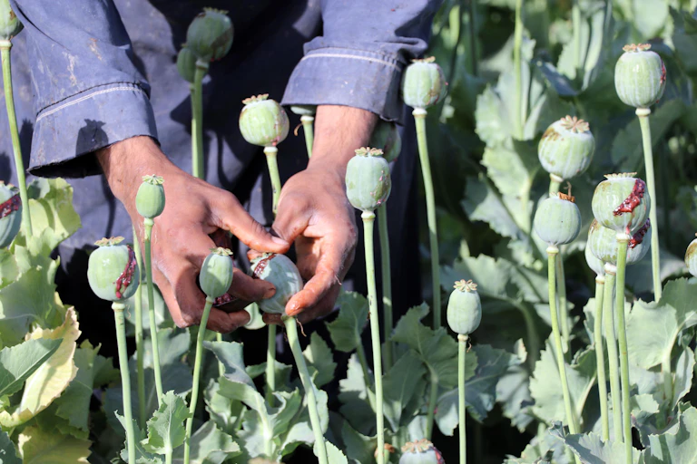 An Afghan man's hands squeezing the heads of poppy plants.