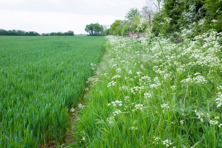 An arable field with a margin full of wildflowers to the right.