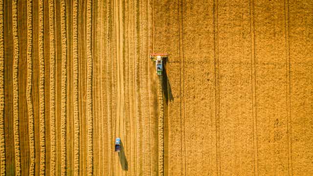 Wheat harvest seen from above