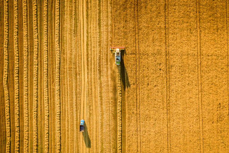 Wheat harvest seen from above