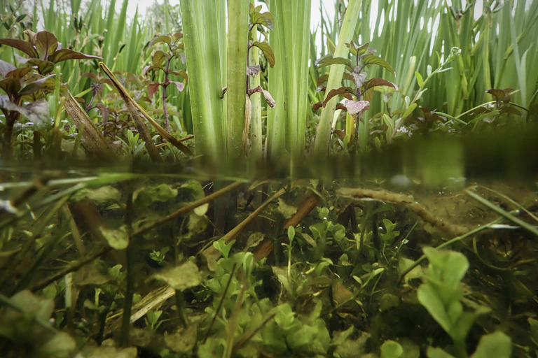plantes aquatiques