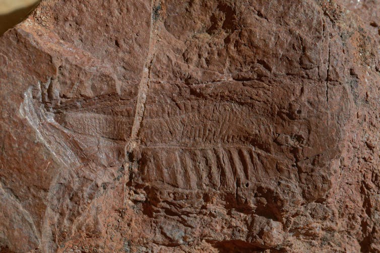 fossile d’aile dans une roche rouge