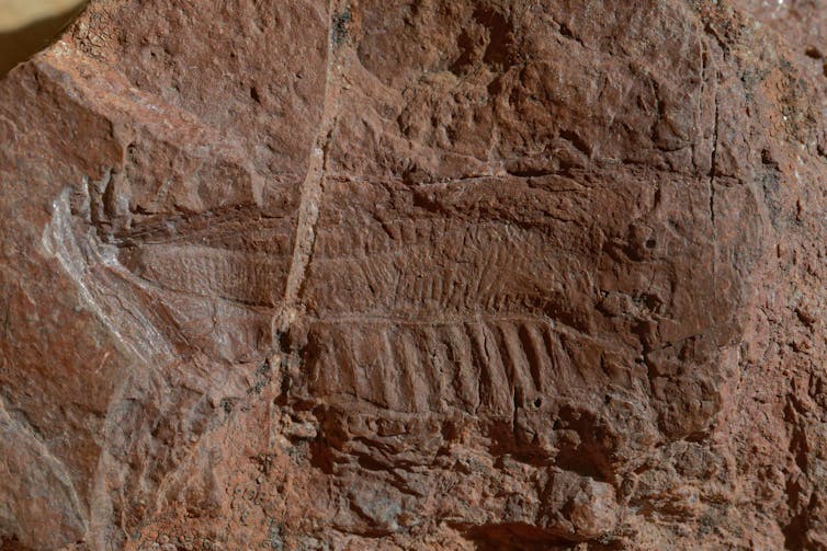 fossile d’aile dans une roche rouge. Échapper aux prédateurs.