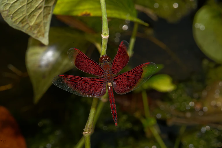 Une libellule qui ressemble à une fleur