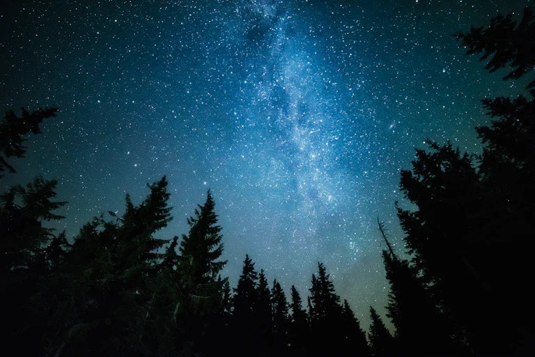 The Milky Way rises over the pine trees on a foreground