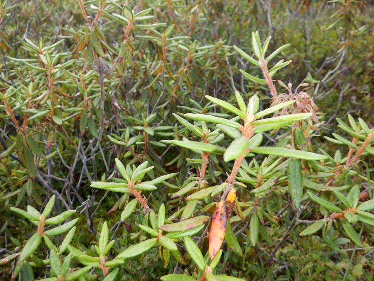 Labrador tea plants in the forest