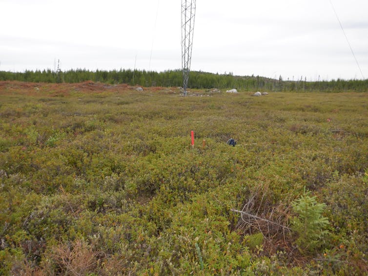 Labrador tea plants under a hydroelectric transmission line