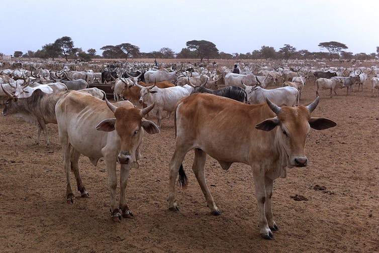 herds of cows in an arid setting