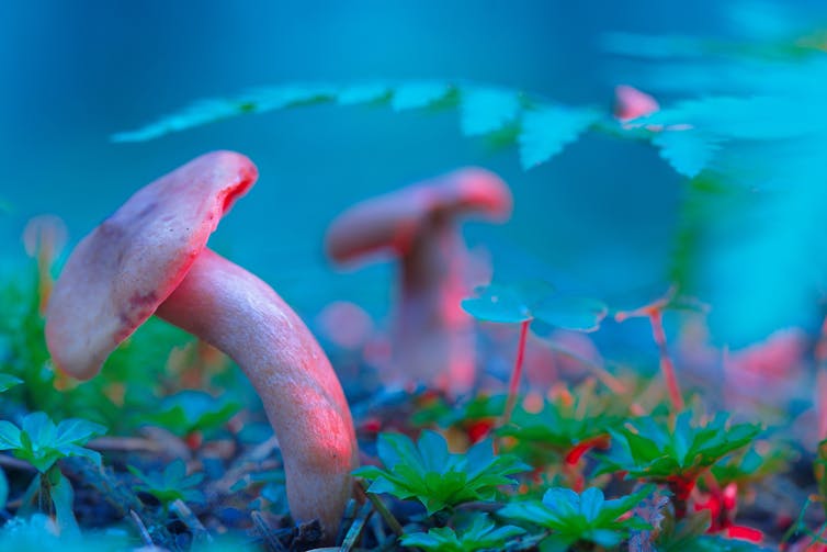 mushrooms grown in red lit natural environment