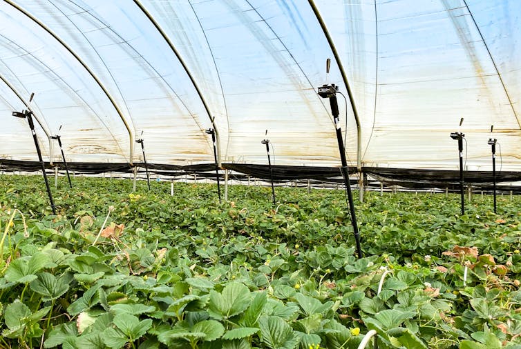 small video capture units are mounted on tall poles in an array across a greenhouse full of strawberry plants