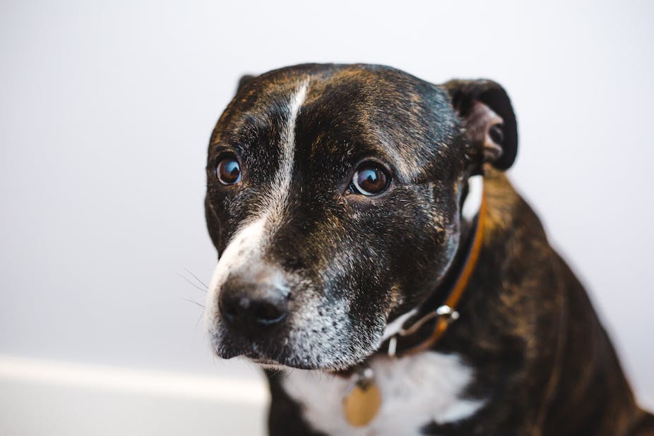 Shy adopted brindle Staffordshire bull terrier dog with white face markings looking sad
