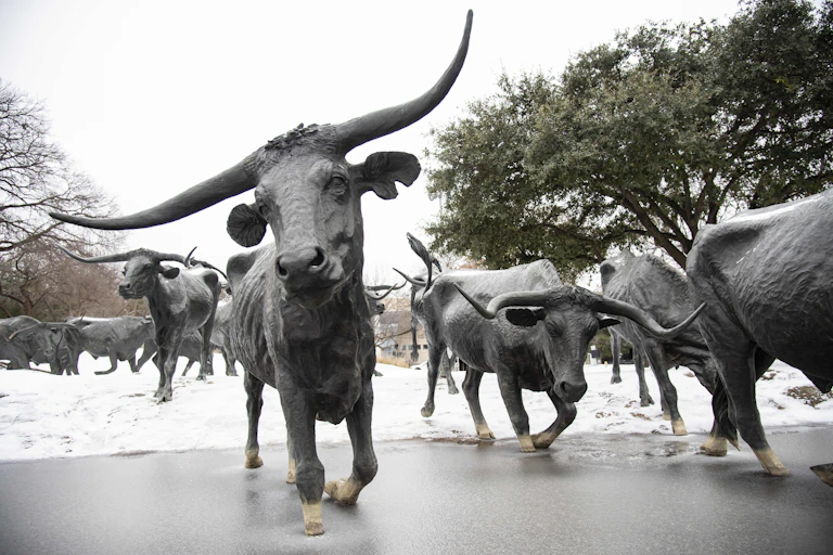 Sculptures of longhorn cattle surrounded by snow