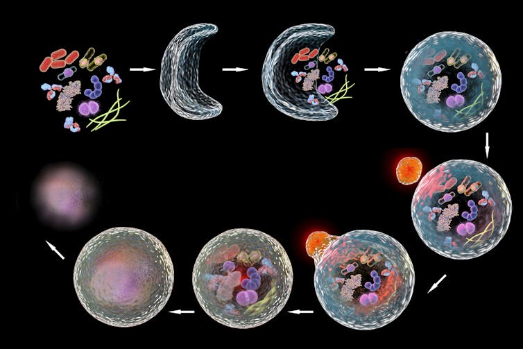 Diagram depicting autophagy process