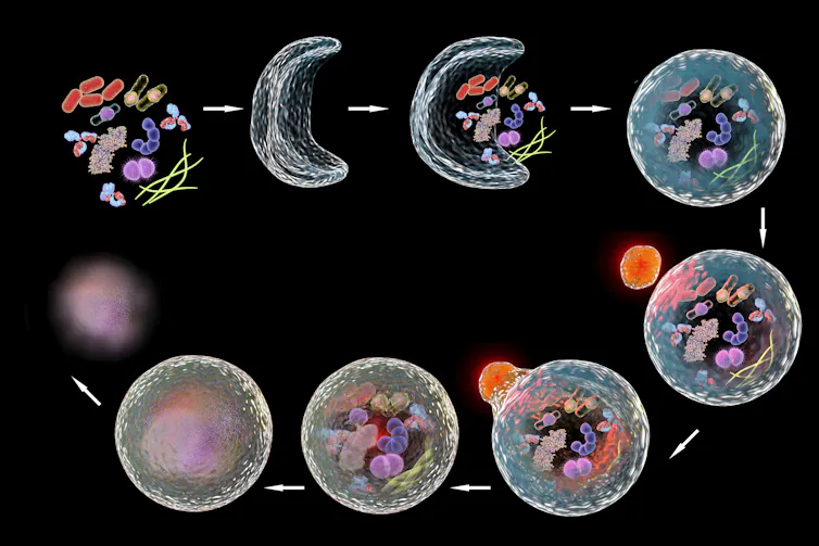 Diagram depicting autophagy process