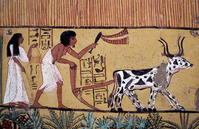 A man and woman farming with a plough and oxen from a wall painting in the tomb of Seedjem, Valley of the Kings, Luxor, Thebes.