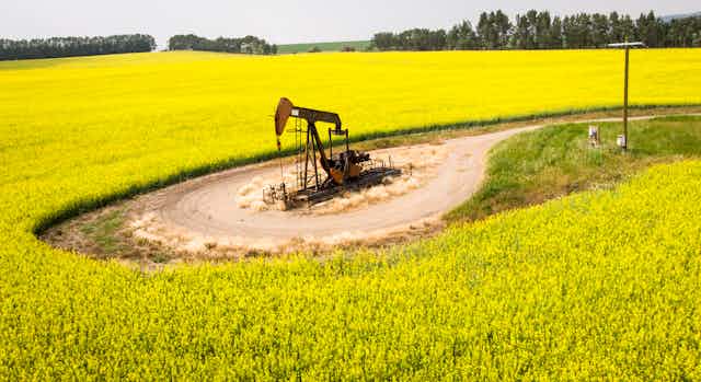 A pumpjack draws oil in a bright-yellow field of canola.