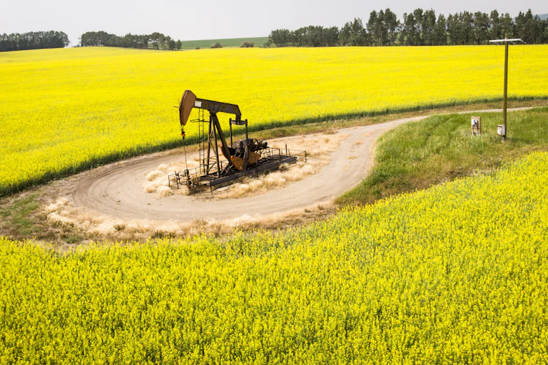 A pumpjack draws oil in a bright-yellow field of canola.