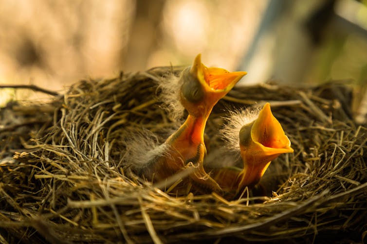 Two baby birds in a nest with mouths open for food.