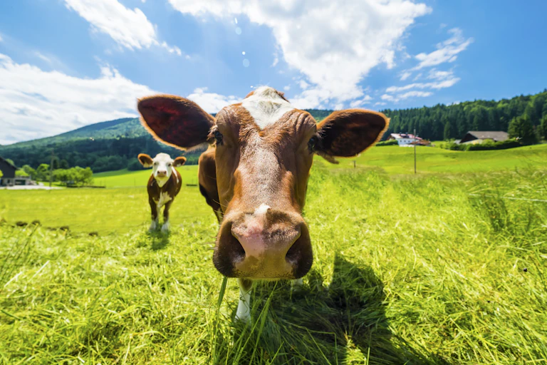 Cows in a mountain field staring at the camera as they eat.
