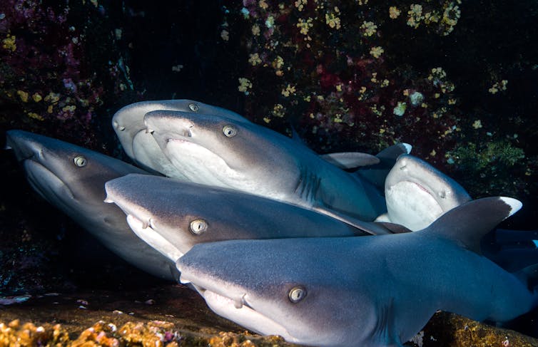 Whitetip reef shark swimming
