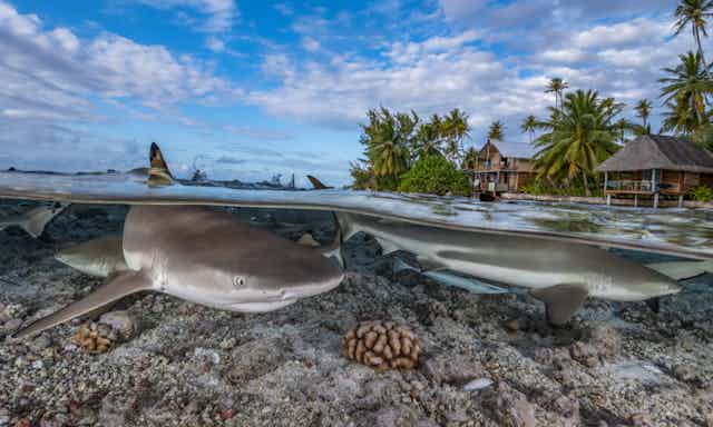 A black-tip reef shark swims in shallow waters over a reef