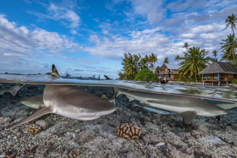 A black-tip reef shark swims in shallow waters over a reef