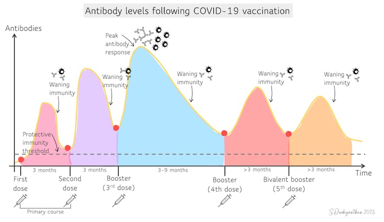 Antibodies after COVID-19 vaccination.