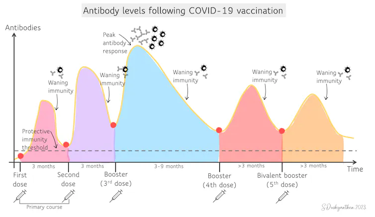Antibodies after COVID-19 vaccination.