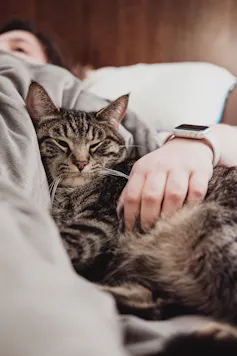 Person pats cat in bed