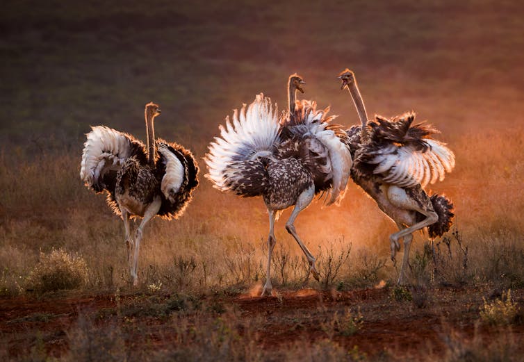 Three ostriches