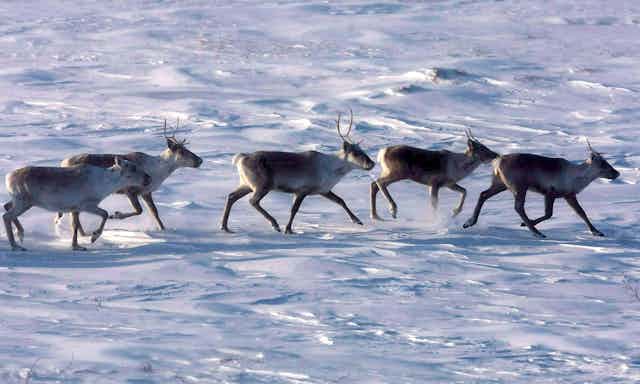 Caribous in a row