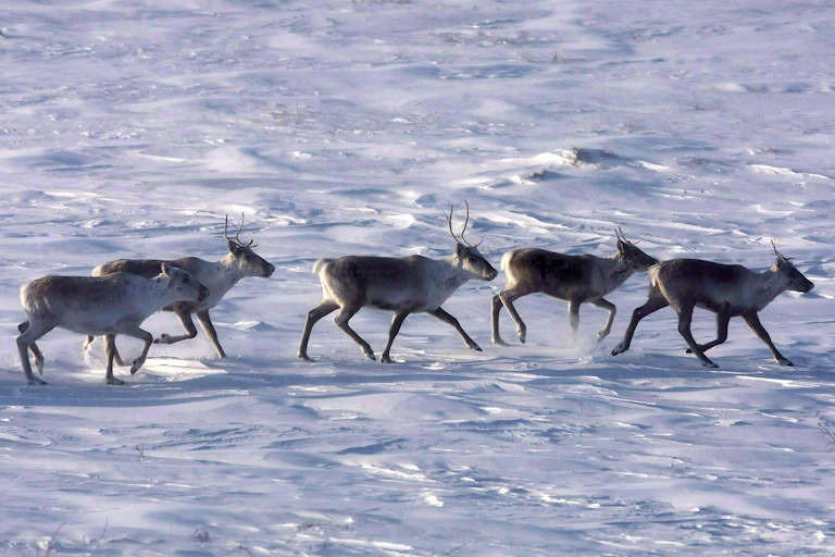 Caribous in a row