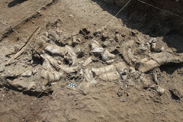 Hippo skeleton excavated at Nyayanga.