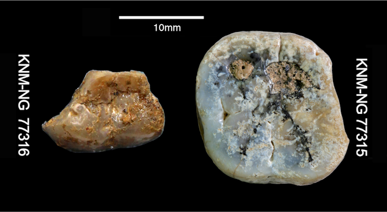 Two Paranthropus teeth.