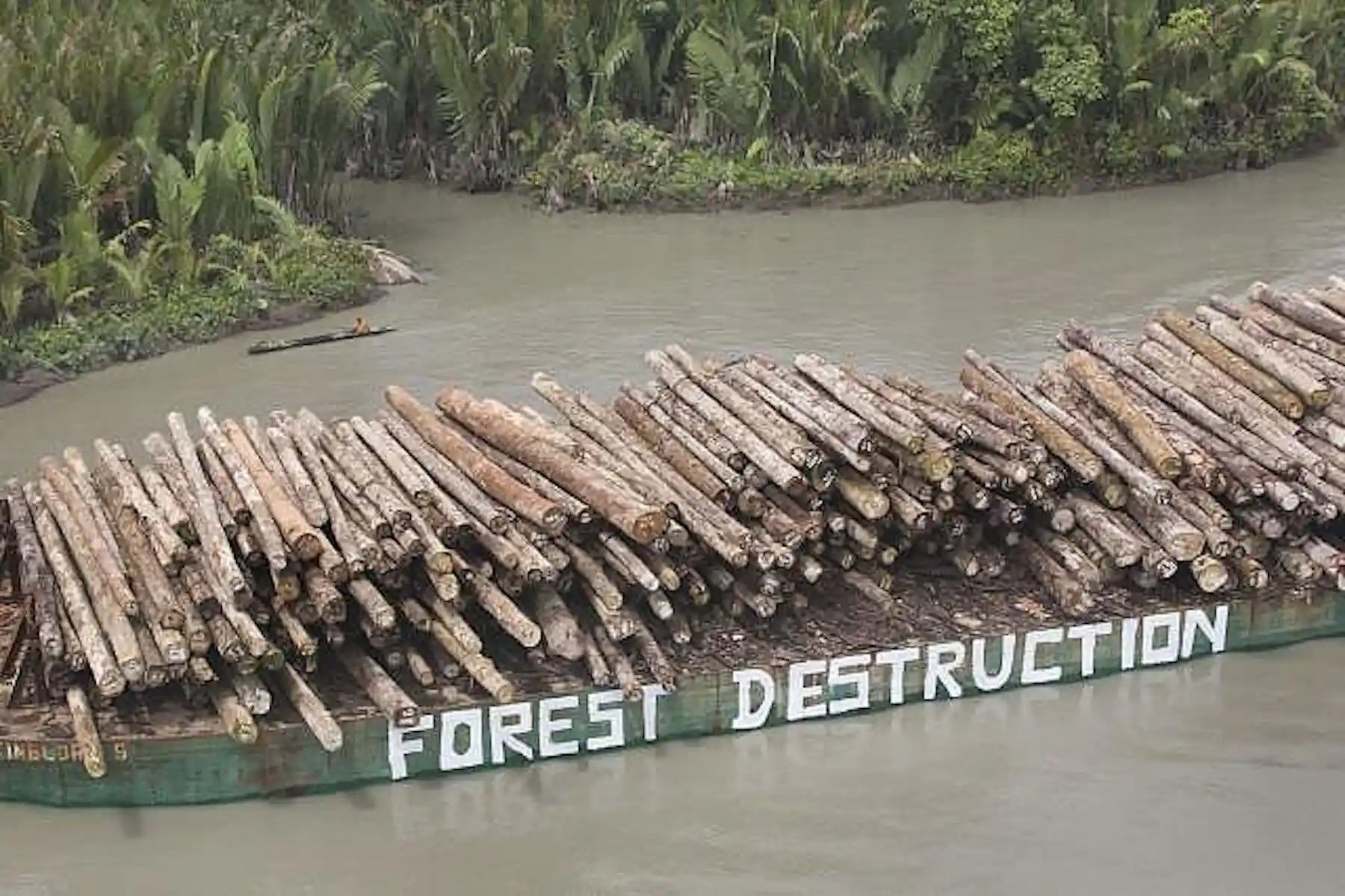 Logging In Png Dodgy logging: are Papua New Guinea’s forests going the way of Indonesia’s?