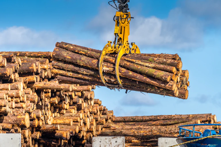 A crane lifting felled logs.