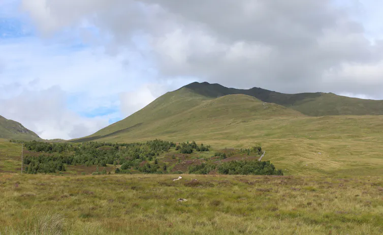 Small woodland on hillside