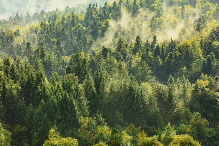 Global supply chains are devouring what’s left of Earth’s unspoilt forests